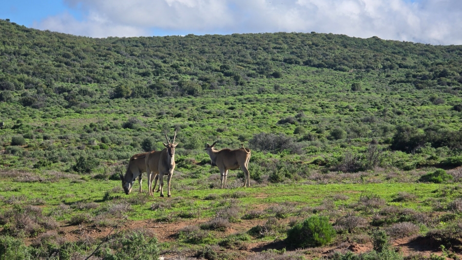 Commercial Property for Sale in Oudtshoorn Rural Western Cape